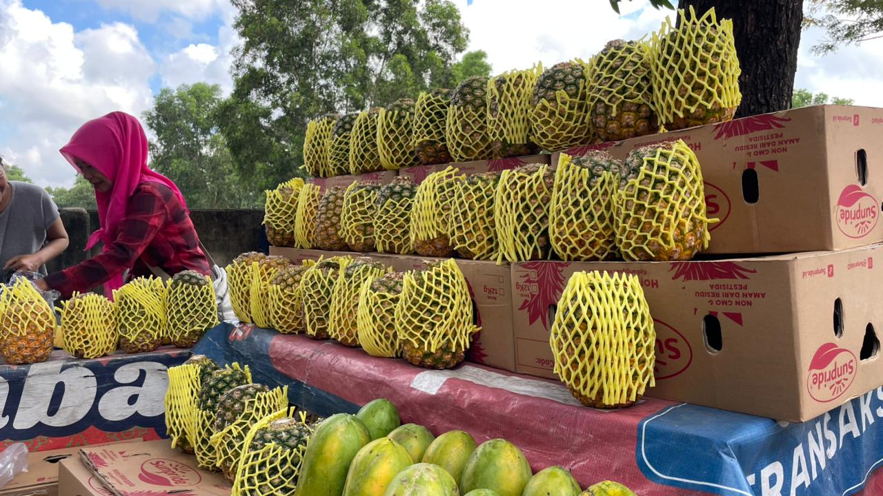 Manis dan Segar, Nanas Madu Jadi Favorit Warga Kota Metro
