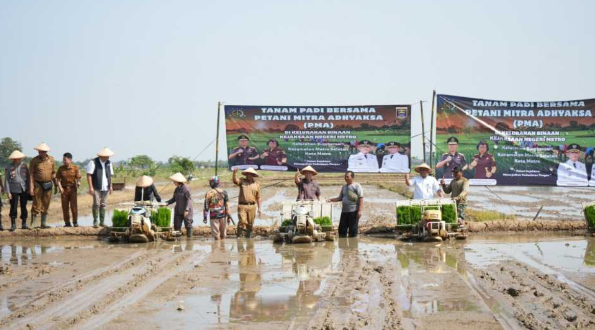 Sinergi Pemkot Metro dan Kejati Lampung Wujudkan Asta Cita Lewat Tanam Padi di Sumbersari