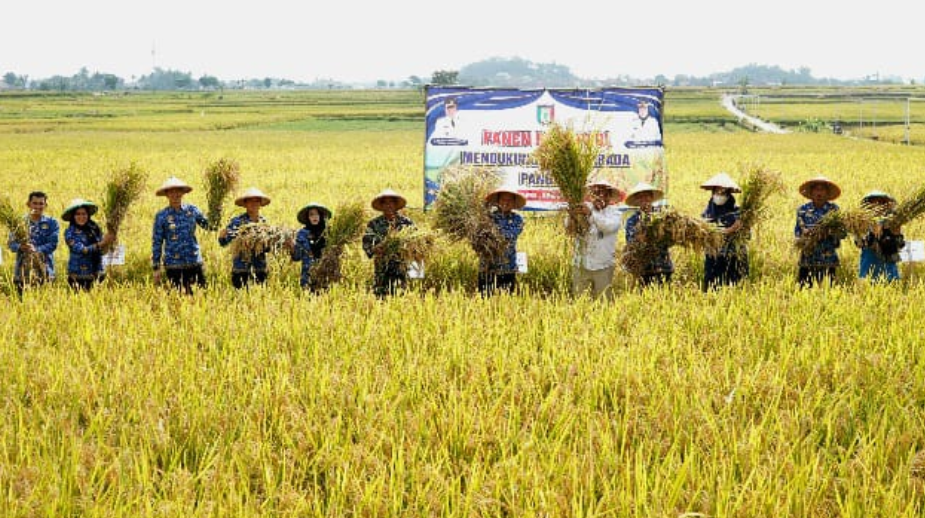 Sukses Panen Raya, Pringsewu Siap Jadi Lumbung Pangan Lampung