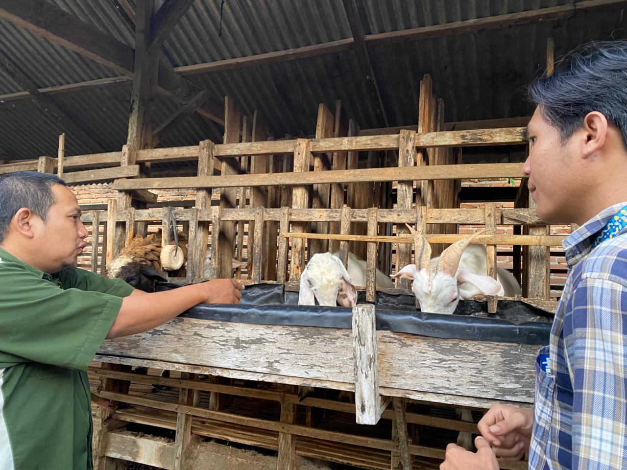 Jelang Iduladha, Harga Sapi di Metro Tembus Segini