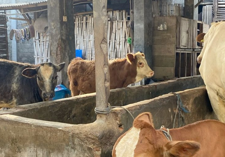 Harga Hewan Kurban Naik Jelang Idul Adha 2025, Peternak Lokal Lampung Siap Penuhi Permintaan