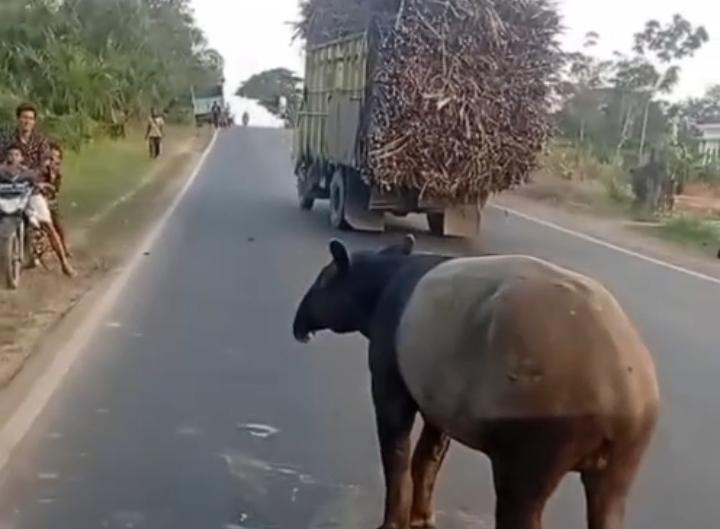 Tapir Muncul di Register 45 Mesuji, BKSDA Ingatkan Warga Jangan Mengganggu