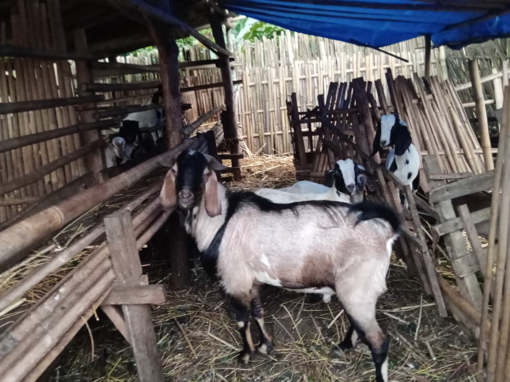 Stok Kambing Kurban di Sungkai Selatan Dipastikan Aman Jelang Idul Adha
