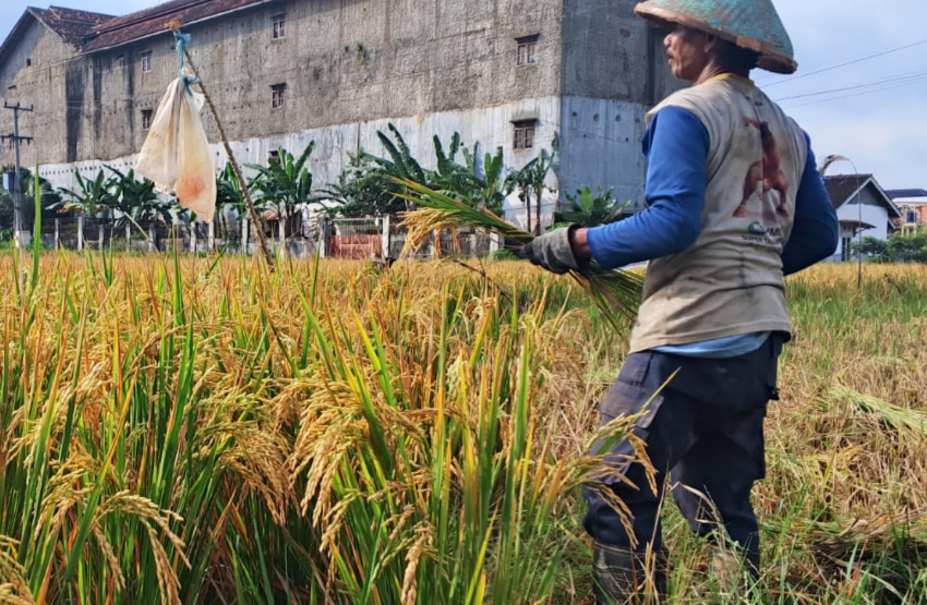 Harga Gabah Tembus Rp800 per Kg, Petani Sumringah Pupuk Makin Murah