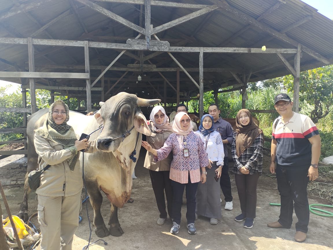 2 Sapi dari Metro Utara Disiapkan Jadi Hewan Kurban Presiden Prabowo Subianto Tahun Ini