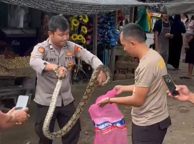 Sigap! Dua Bhabinkamtibmas Amankan Ular Piton di Sekitar Pasar Simpang Pematang