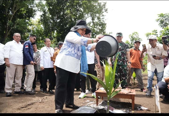  Dorong Kesejahteraan Petani, Titiek Soeharto Tanam Kelapa Genjah di Sleman