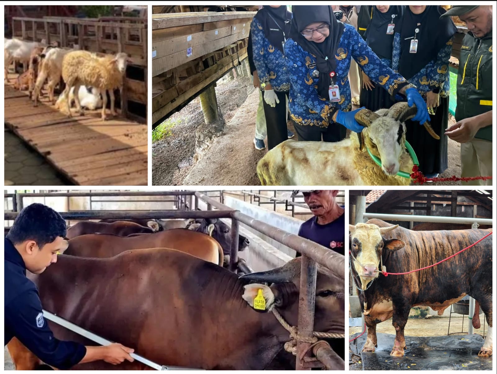 Penjualan Hewan Kurban Lampung 2026 Melonjak! Sapi Naik 40 Persen, Domba Tembus 121 Persen