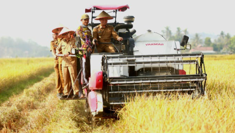 Panen Raya Corporate Farming di Pringsewu, Bupati Dorong Lahan BUMDes Dikelola Lebih Produktif