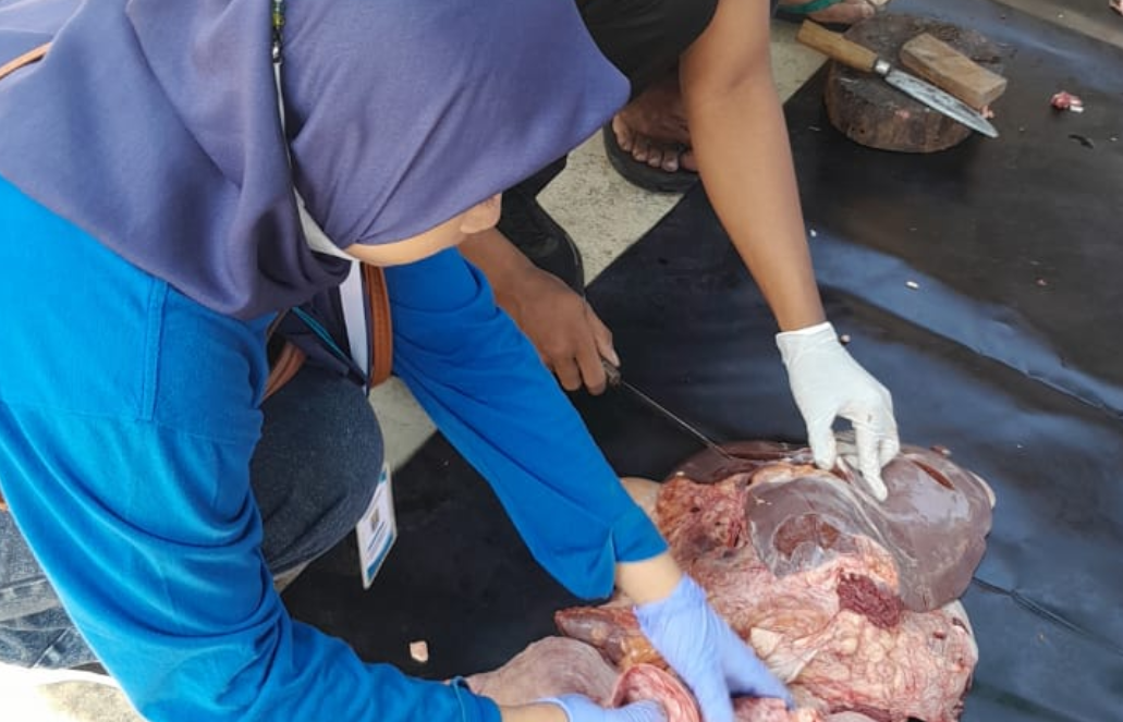 DKP3 Metro Temukan 214 Kasus Cacing Hati pada Hewan Kurban Iduladha 1446 H