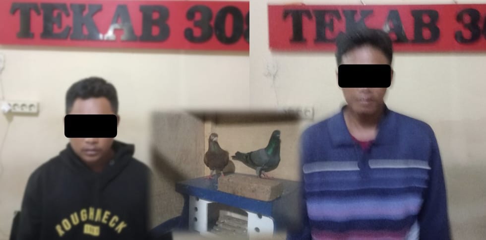 Warga Asal Metro dan Lamteng Diamankan Polisi Usai Curi Burung Dara Seharga Rp10 Juta