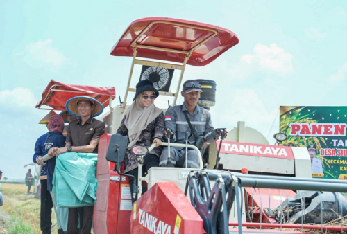 Kemarau Panjang Tak Jadi Halangan, Mesuji Panen Raya Padi dengan Hasil 8 Ton per Hektare