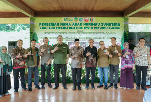 Gubernur Lampung Perkenalkan Dua Anak Harimau Sumatera di Taman Satwa Lembah Hijau