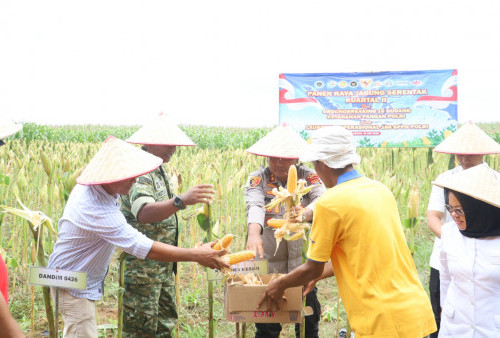 Panen Jagung Serentak di Berasan Makmur, Polres Mesuji Dukung Ketahanan Pangan