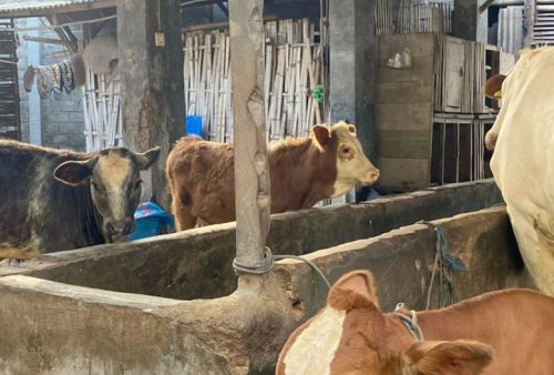 Harga Hewan Kurban Naik Jelang Idul Adha 2025, Peternak Lokal Lampung Siap Penuhi Permintaan