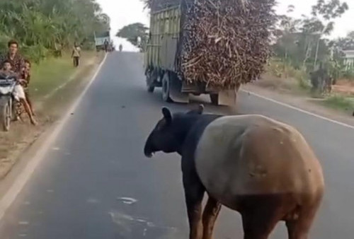 Tapir Muncul di Register 45 Mesuji, BKSDA Ingatkan Warga Jangan Mengganggu