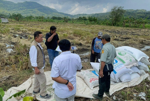 Serapan Capai 101 Ribu Ton, BULOG DIY Tegaskan Komitmen Swasembada Pangan