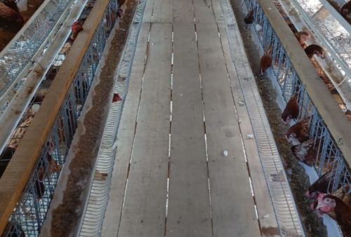 Budidaya Ayam Petelur, Pemdes Mekar Sari Perkuat Ketahanan Pangan dan Ekonomi Warga