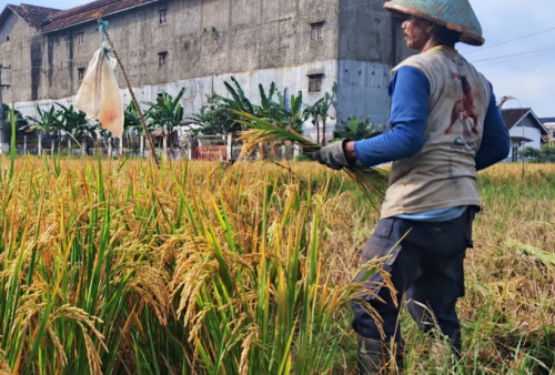 Harga Gabah Tembus Rp800 per Kg, Petani Sumringah Pupuk Makin Murah