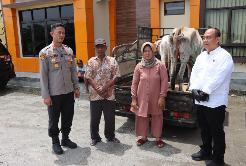 Dua Ekor Sapi Curian Dikembalikan ke Pemilik, Polres Pringsewu Tegaskan Proses Hukum Tetap Berjalan
