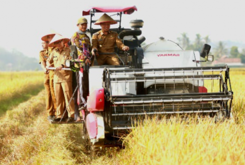 Panen Raya Corporate Farming di Pringsewu, Bupati Dorong Lahan BUMDes Dikelola Lebih Produktif