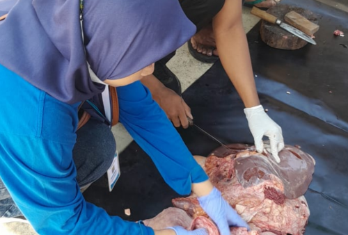 DKP3 Metro Temukan 214 Kasus Cacing Hati pada Hewan Kurban Iduladha 1446 H