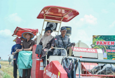 Kemarau Panjang Tak Jadi Halangan, Mesuji Panen Raya Padi dengan Hasil 8 Ton per Hektare