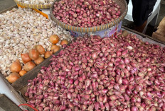 Harga Bawang Merah di Pasar Kopindo Metro Merangkak Naik