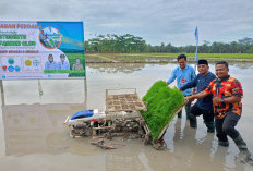 Student Farmer Club, SLTPN 9 Mesuji Ajak Siswa Praktek Langsung Menanam Padi