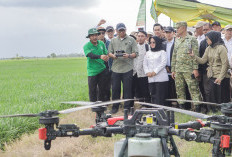 Produksi Gabah di Mesuji Naik, Gubernur Lampung Dorong Petani Terapkan POC