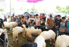 Pemkab Tubaba Gelar Kopdar dan Lomba Bobot Kambing Bolo Ngarit