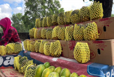 Manis dan Segar, Nanas Madu Jadi Favorit Warga Kota Metro