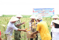 Panen Jagung Serentak di Berasan Makmur, Polres Mesuji Dukung Ketahanan Pangan