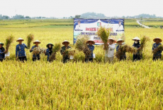 Sukses Panen Raya, Pringsewu Siap Jadi Lumbung Pangan Lampung