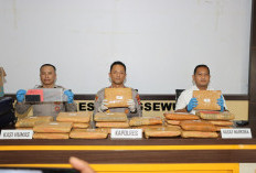 Polres Pringsewu Amankan 24 Kg Ganja, Kurir Lintas Provinsi Asal Sumatera Utara Ditangkap