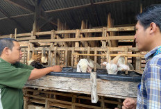 Jelang Iduladha, Harga Sapi di Metro Tembus Segini