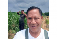 Rekening PT PSMI Diblokir, Petani Tebu Way Kanan Minta Solusi karena Panen Terancam Tertunda