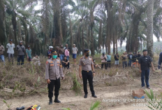Geger Penemuan Mayat Wanita di Kebun Sawit Mesuji, Polisi Lakukan Olah TKP
