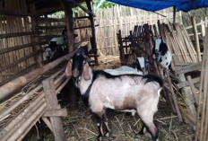 Stok Kambing Kurban di Sungkai Selatan Dipastikan Aman Jelang Idul Adha