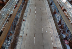 Budidaya Ayam Petelur, Pemdes Mekar Sari Perkuat Ketahanan Pangan dan Ekonomi Warga