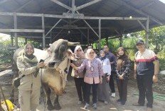 2 Sapi dari Metro Utara Disiapkan Jadi Hewan Kurban Presiden Prabowo Subianto Tahun Ini