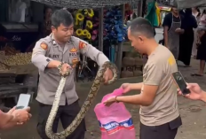 Sigap! Dua Bhabinkamtibmas Amankan Ular Piton di Sekitar Pasar Simpang Pematang