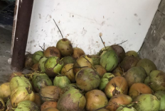 Harga Kelapa di Lampung Tengah Melonjak Signifikan Jelang Idul Adha 1446 H