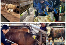 Penjualan Hewan Kurban Lampung 2026 Melonjak! Sapi Naik 40 Persen, Domba Tembus 121 Persen