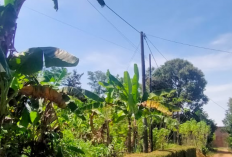 Diduga Belum Kantongi Izin, Infrastruktur Internet Terpasang di Punggur