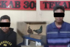 Warga Asal Metro dan Lamteng Diamankan Polisi Usai Curi Burung Dara Seharga Rp10 Juta